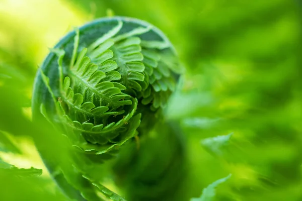 Beautiful Lose View Fresh Green Young Fern Spiral Form Shallow —  Fotos de Stock