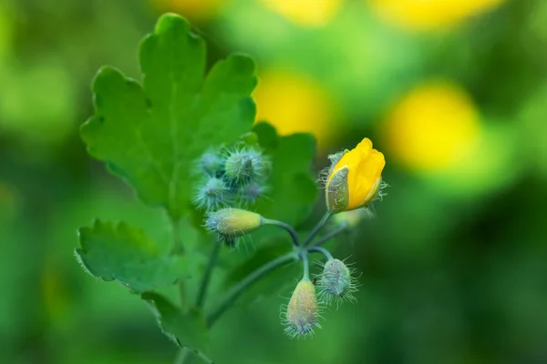 Λαμπερό Κίτρινο Celandine Poppy Ένα Πράσινο Φυλλώδες Φόντο Stylophorum Diphyllum — Φωτογραφία Αρχείου
