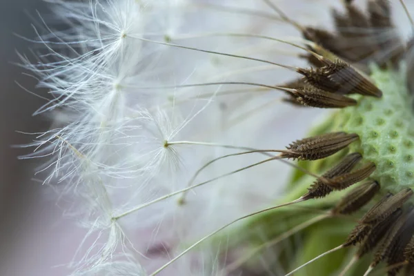 Gros Plan Sur Pissenlit Image Fond Nature Graines Pissenlit — Photo