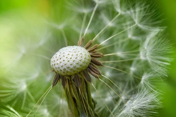 Hermosa Vista Macro Diente León Semillas Colores Blanco Negro — Foto de Stock