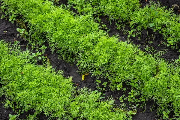 Green Young Dill Grows Garden Bed — Stock Photo, Image