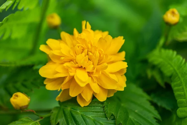 Sarı Çiçeğin Yakınında Kerria Japonica Bahçede Görüldü — Stok fotoğraf