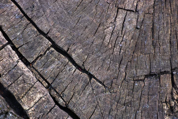 Top view of old stump with beautiful wood cracks, old wood flooring for textures. Beautiful old brown textured wood texture background. Lowlight close up view. Wood texture of old tree stump.