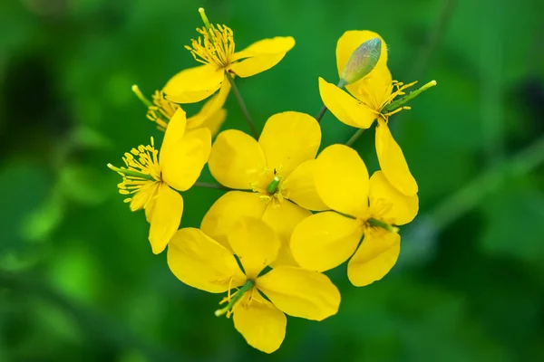 Amarillo Brillante Celandine Poppy Sobre Fondo Verde Frondoso Stylophorum Diphyllum — Foto de Stock