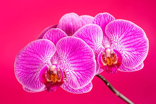 ピンク色の背景に紫色の蘭の花の頭状花 頭状花 または鷹を咲かせます 紫色の花を咲かせます 蝶蘭と呼ばれる — ストック写真