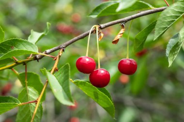 Bahçedeki bir ağacın üzerinde olgunlaşmış kiraz dalı.