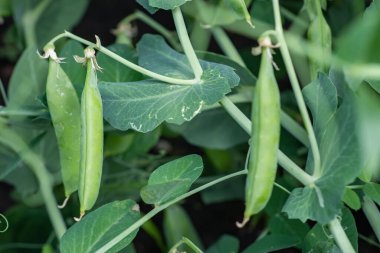 Kabuklu genç bir bezelye bitkisi görüntüsü.