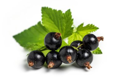 Yaprakları soyutlanmış siyah frenk üzümü. Kapat..