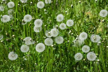 Beyaz tüylü karahindiba, doğal yeşil bulanık bahar arka planı, seçici odak