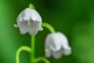 Vadinin Lily 'si, yakın plan, detaylı parlak makro fotoğraf. Bahar, mayıs, yaz kavramı. Çiçek arka planı