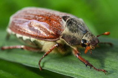 Yaygın Cockchafer, Melolontha melolontha Beetle, otun üzerinde dinleniyor. Avrupa 'da Vahşi Yaşam Doğası Sahnesi