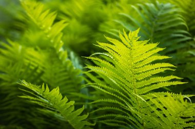 Güzel eğreltiotu yaprakları yeşil yapraklar. Güneş ışığında doğal çiçek eğreltiotu arka planı.