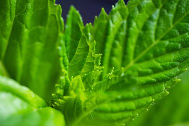 Nane yaprağı. Beyaz arka planda taze nane. Nane yaprakları izole. Tam alan derinliği
