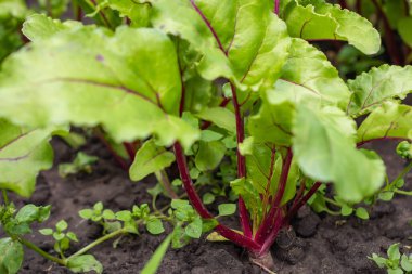 İsviçre pazısı, Beta vulgaris, bahçede..