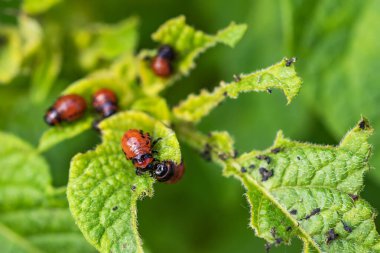 Colorado patates böceği ve kırmızı larva sürünüyor ve patates yaprakları yiyor.