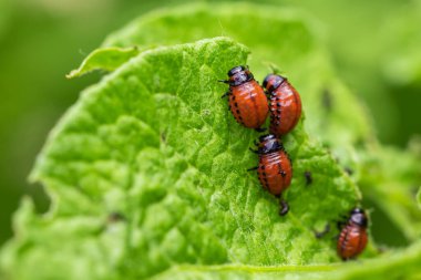 Colorado patates böceği ve kırmızı larva sürünüyor ve patates yaprakları yiyor.