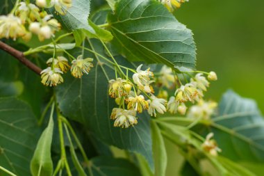 Çiçek açan ağaç ıhlamur ağacı, eczane, eczacı, doğal tıp ve şifa bitkisel çay için kullanılır. Ihlamur veya kireç ağacı bahar doğanın arka plan olarak çiçek.