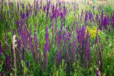 Salvia nemorosa bitkisini, çayırda mor çiçeklerle kapatın..