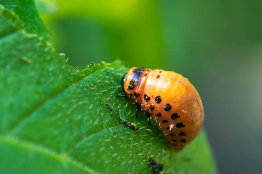 Bir sürü kırmızı Colorado patates böceği yaz günü yeşil patates yaprağında.