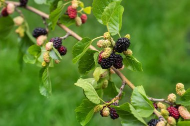 Dallarda dut çileği. Dut ağacının meyveleri. Meyveler korkunç tırtıllara benziyor. Yaz hasadı. Doğanın armağanları