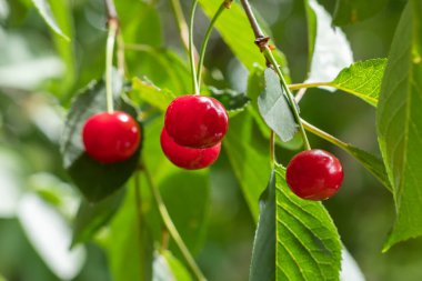 Bahçedeki bir ağacın üzerinde olgunlaşmış kiraz dalı.