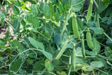 Kabuklu genç bir bezelye bitkisi görüntüsü.