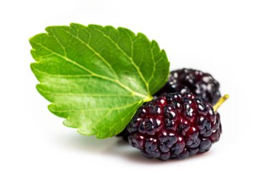 Beyaz arka planda yeşil yapraklı dut meyvesi,