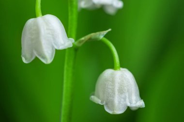 Vadinin bahar çiçeği zambağı. Vadideki Lily. Çiçek Baharı Güneşi Beyaz Yeşil Arkaplan Yatay Ekolojik arka plan Yeşil vadide çiçek açan zambak