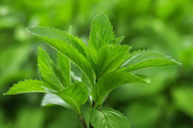Taze nane. Bahçede taze nane yaprakları. Doğal nane arkaplanı.