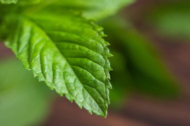 Nane yaprağı. Beyaz arka planda taze nane. Nane yaprakları izole. Tam alan derinliği