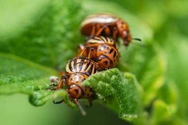 Colorado patates böceği Leptinotarsa decemlineata ciddi bir patates, domates ve patlıcandır. Böcek ilaçları şu anda böcek kontrolünün ana metodu.