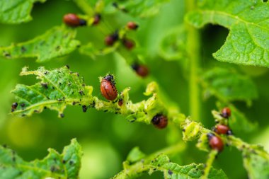 Colorado patates böceği ve kırmızı larva sürünüyor ve patates yaprakları yiyor.