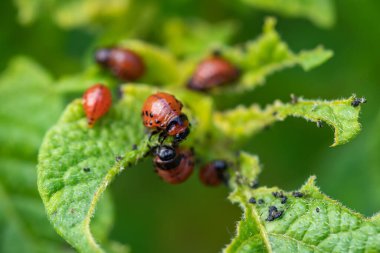 Colorado patates böceği ve kırmızı larva sürünüyor ve patates yaprakları yiyor.