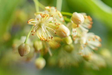 Tilia kordata ağacının küçük yapraklı kireç, küçük yapraklı ıhlamur çiçekleri ya da küçük yapraklı ıhlamur tomurcukları, pankartı kapat. Botanik çiçekli beyaz ağaçlar.