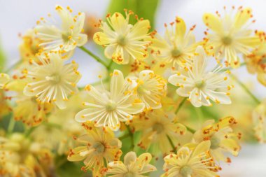 linden tree flower in spring, beautiful linden tree flower in spring during flowering