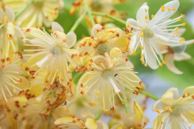 İlkbaharda ıhlamur ağacı çiçeği, ilkbaharda çiçek açarken ıhlamur ağacı çiçeği.