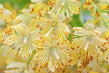 Beyaz arka planda ıhlamur çiçekleri. Linden çiçekleri yapraklar ve yapraklarla açar..