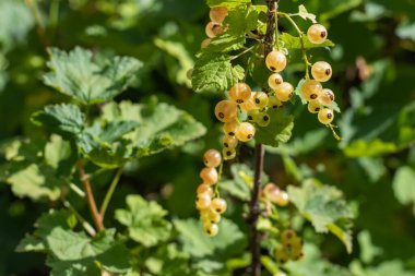 Beyaz frenk üzümü ve yeşil yapraklar. Beyaz üzüm üzümü üzümü üzümü. Yaklaş. Makro