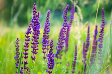 Salvia nemorosa bitkisini, çayırda mor çiçeklerle kapatın..