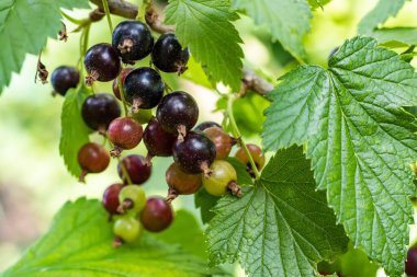 Bahçedeki Siyah frenk üzümü Şubesi.