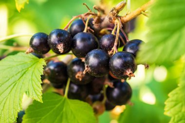 Olgun böğürtlen ve yapraklarla kaplı siyah frenk üzümü çalıları bulanık doğal yeşil arka planda. Çiftlikte ya da bahçede hasat..