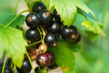 Olgun böğürtlen ve yapraklarla kaplı siyah frenk üzümü çalıları bulanık doğal yeşil arka planda. Çiftlikte ya da bahçede hasat.