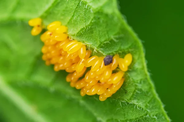 Colorado Patates Böceği Yumurta Yemek Patates Yaprakları Bakanlıkça Tavsiye — Stok fotoğraf