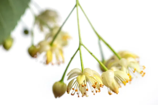 Linden Λουλούδια Φύλλα Που Απομονώνονται Λευκό Φόντο Πάνω Όψη Κλάδος — Φωτογραφία Αρχείου