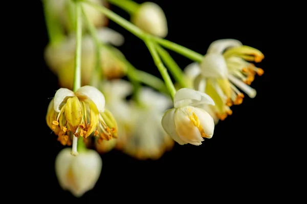 Lípa Květ Jaře Černé Krásné Lípa Květ Stromu Jaře Během — Stock fotografie