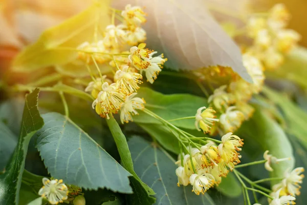 Květiny Kvetoucích Stromů Používané Pro Farmacii Lékárnu Přírodní Lékařství Léčivou — Stock fotografie