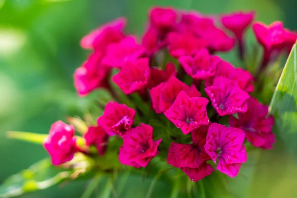 Hermosas Flores Color Rosa Brillante Clavel Turco Jardín Verano — Foto de Stock