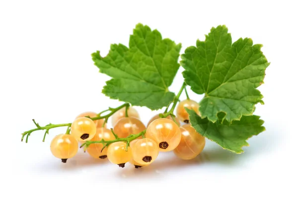 White Currant Bunch Ribes Rubrum Leaves — Stock Photo, Image