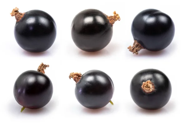 Black Currant Isolate Currant Black White Background Top View Side — 图库照片