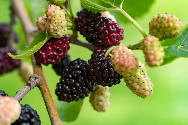 The fruit of black mulberry - mulberry tree